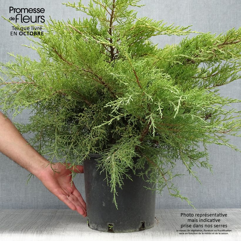 Juniperus  media Pfitzeriana Aurea 7.5L/10L pot sample as delivered in autumn