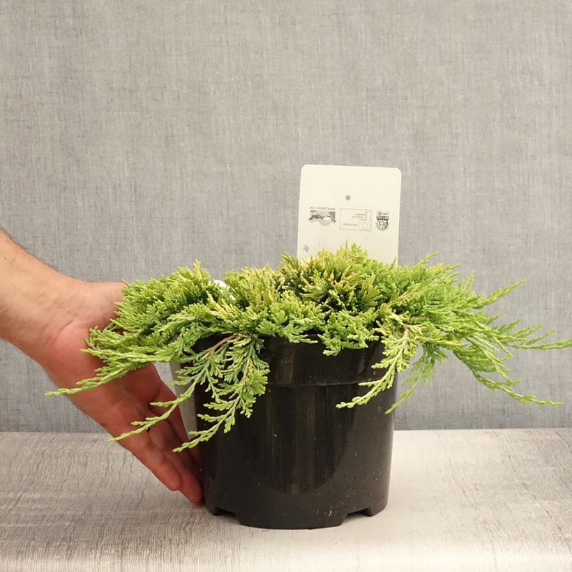 Juniperus horizontalis Golden Carpet 2L/3L pot sample as delivered in summer