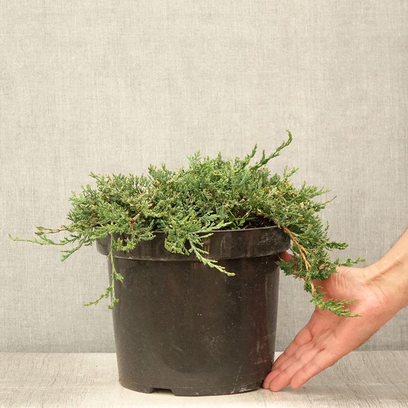 Juniperus horizontalis Wiltonii 7.5L/10L pot sample as delivered in summer