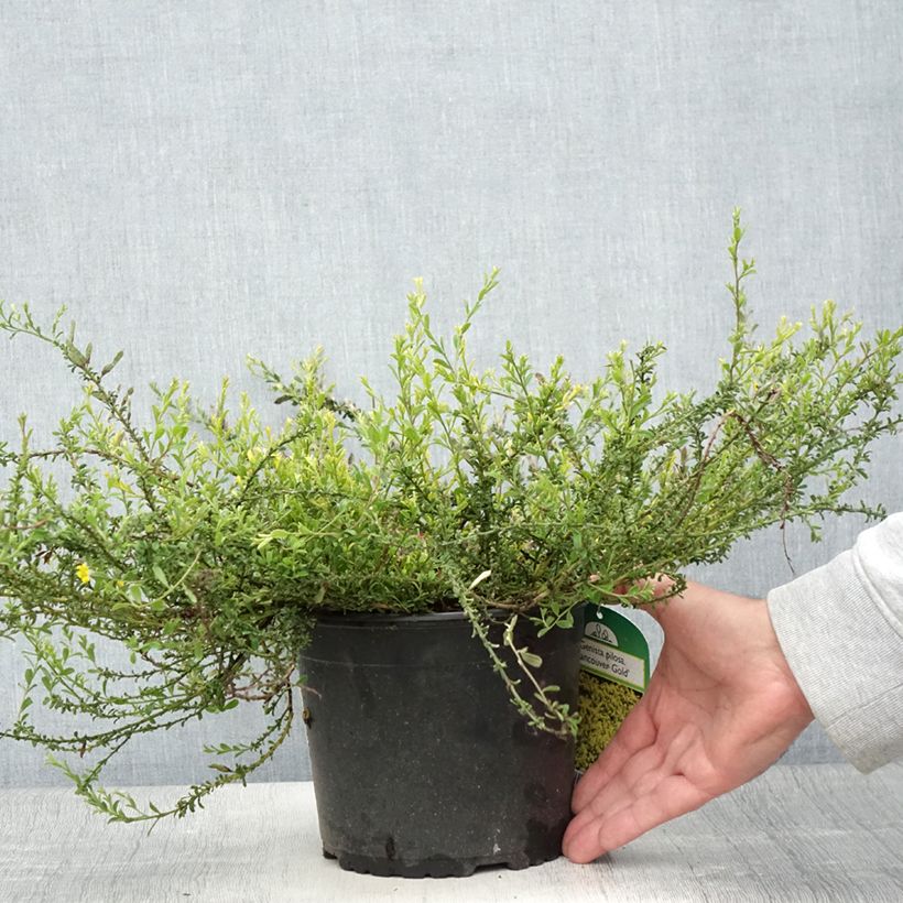 Genista pilosa Vancouver Gold 2L/3L pot sample as delivered in summer