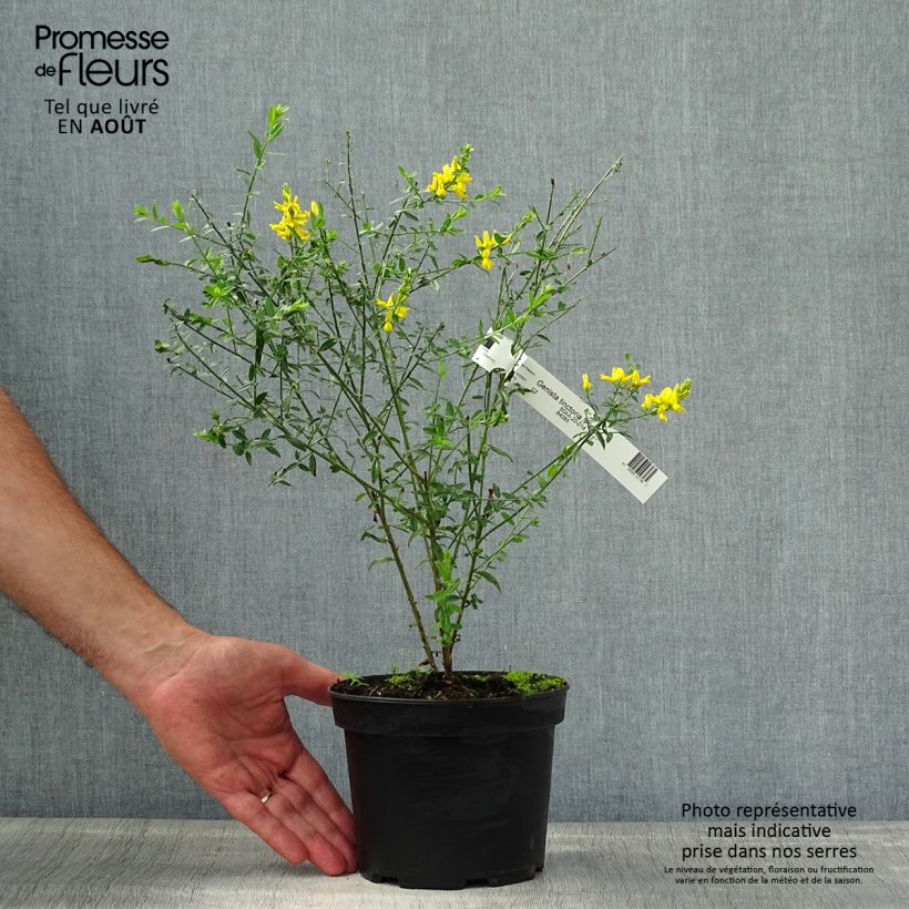 Genista tinctoria Plena (Flore Pleno) - dyer's greenweed 2L/3L pot sample as delivered in summer