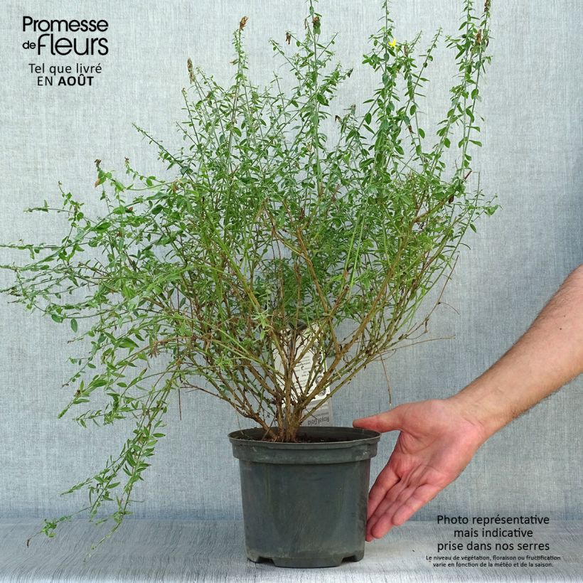Genista tinctoria Royal Gold 2L/3L pot sample as delivered in summer