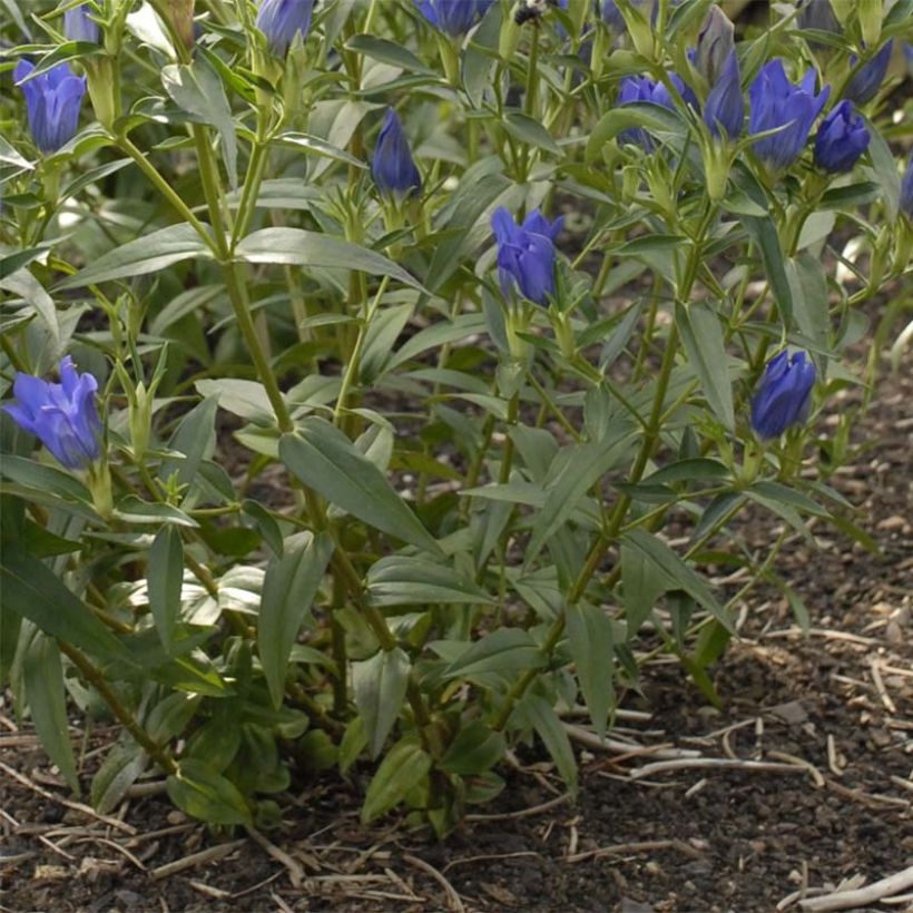 Gentiana True Blue (Foliage)