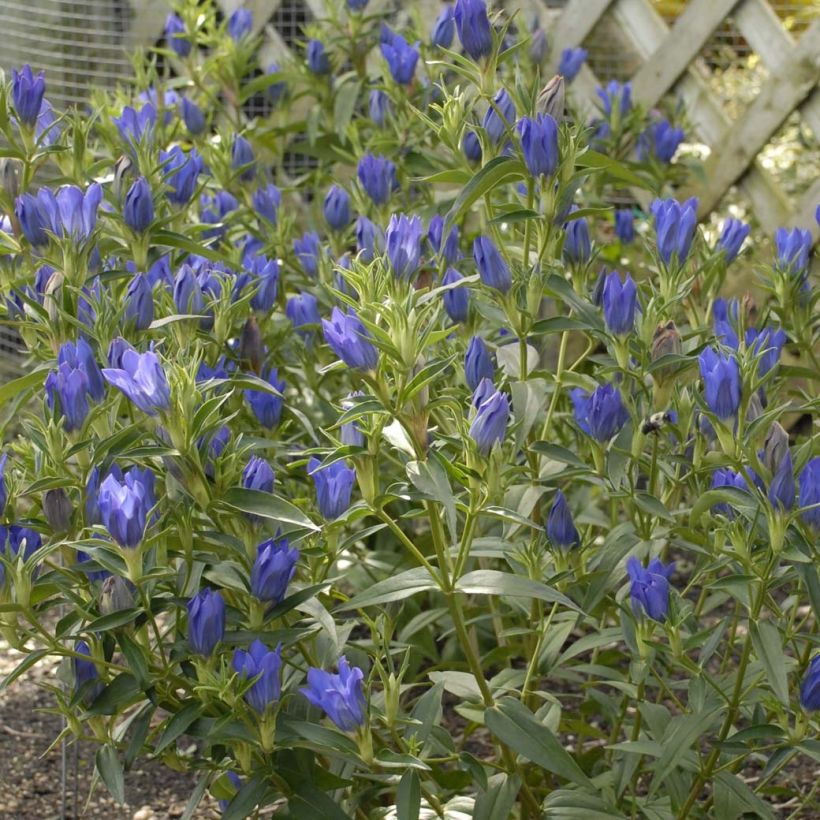 Gentiana True Blue (Flowering)