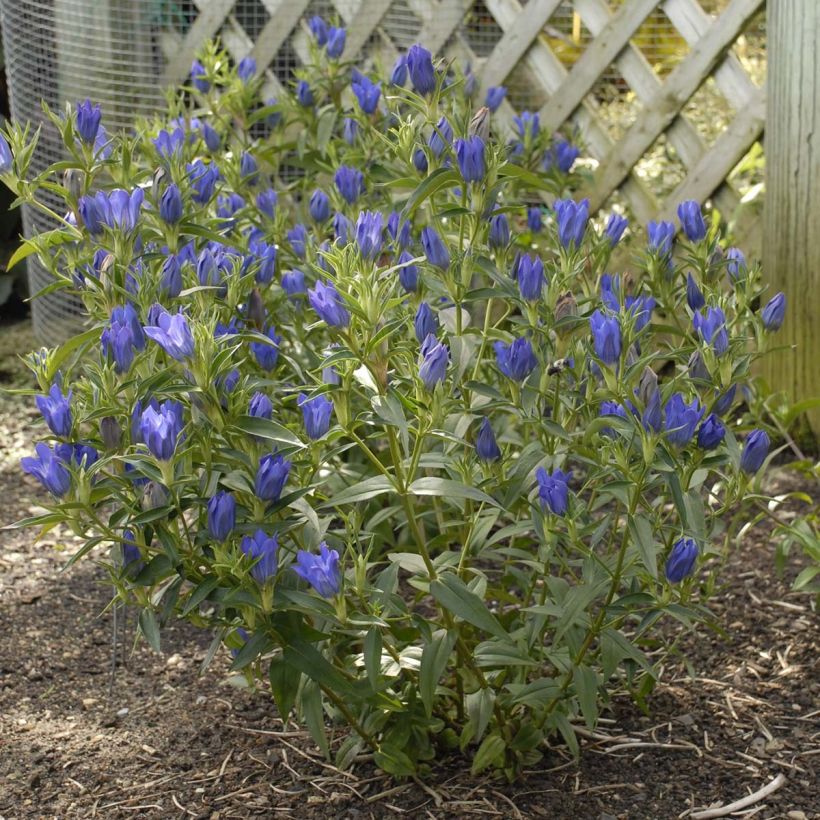 Gentiana True Blue (Plant habit)