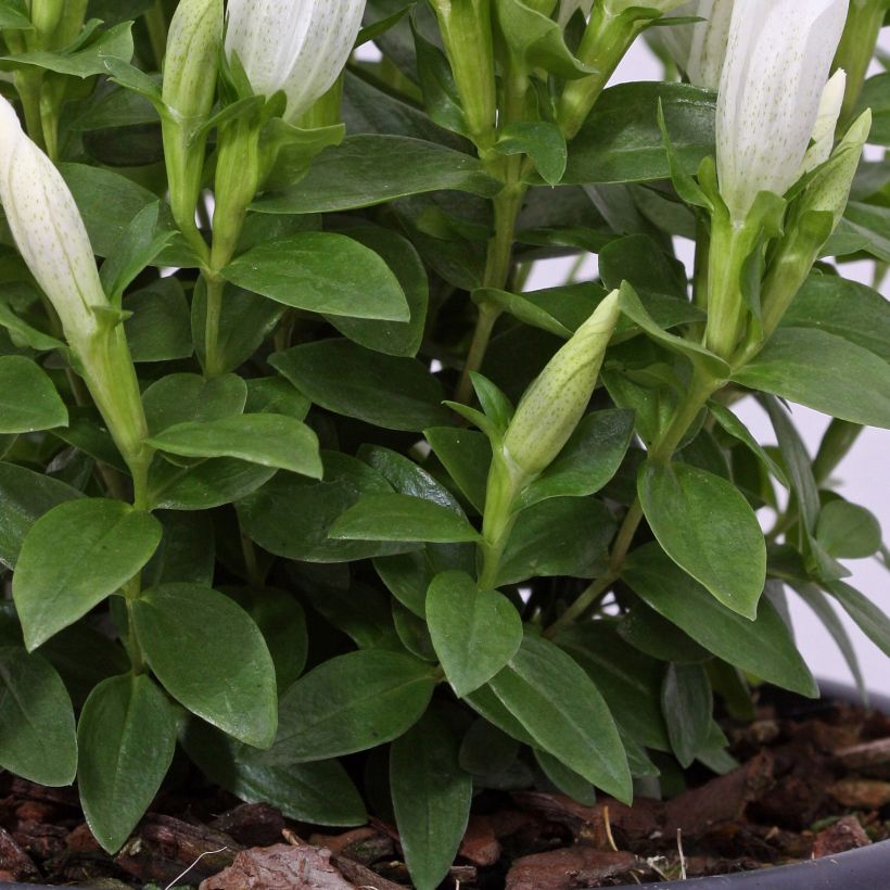 Gentiana makinoi White Magic (Foliage)