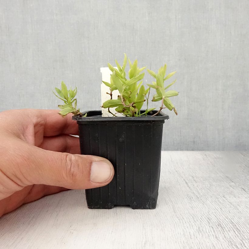 Gentiana makinoi White Magic 8/9 cm pot sample as delivered in summer