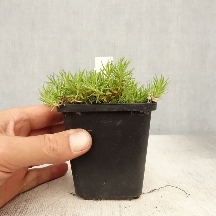 Gentiana sino-ornata 8/9 cm pot sample as delivered in summer