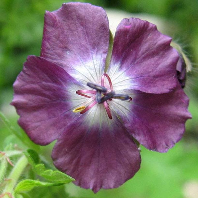 Geranium phaeum Mourning Widow (Flowering)