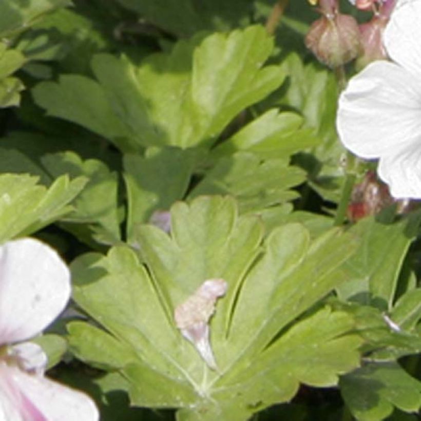 Geranium cantabrigiense Biokovo (Foliage)