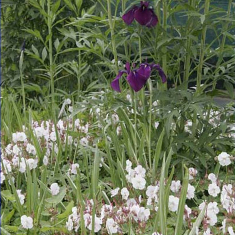 Geranium cantabrigiense Biokovo (Plant habit)