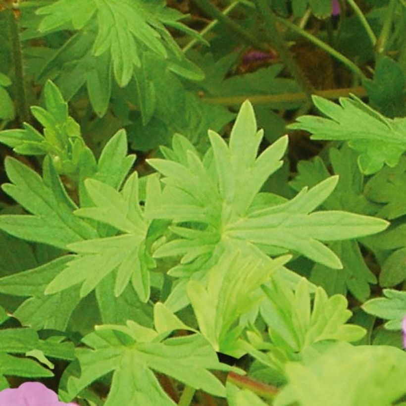 Geranium Dilys (Foliage)