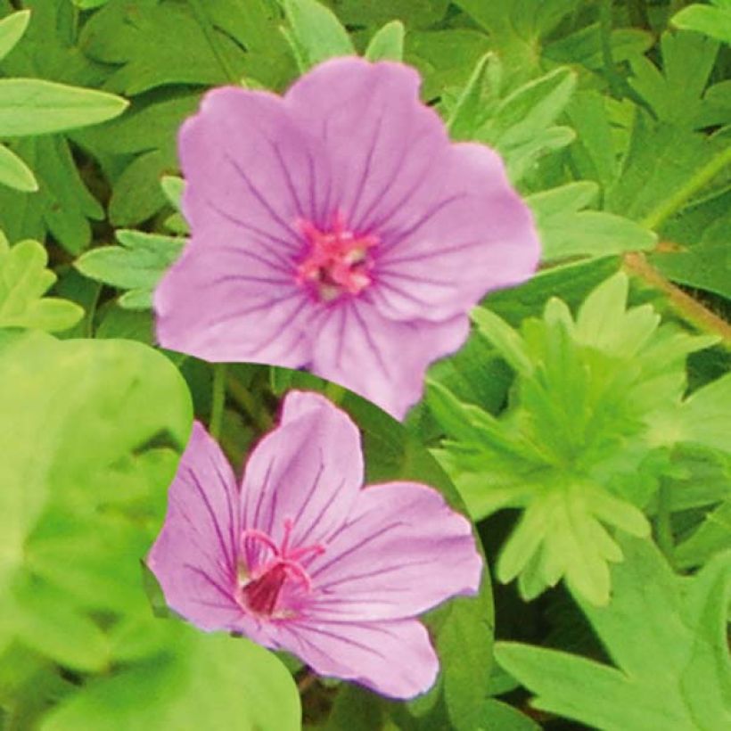 Geranium Dilys (Flowering)