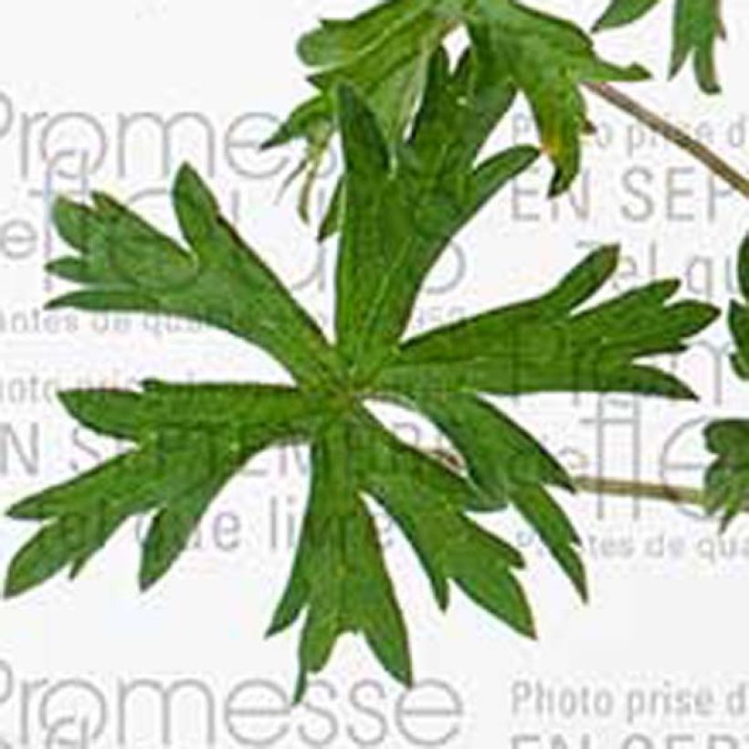 Geranium Orion (Foliage)