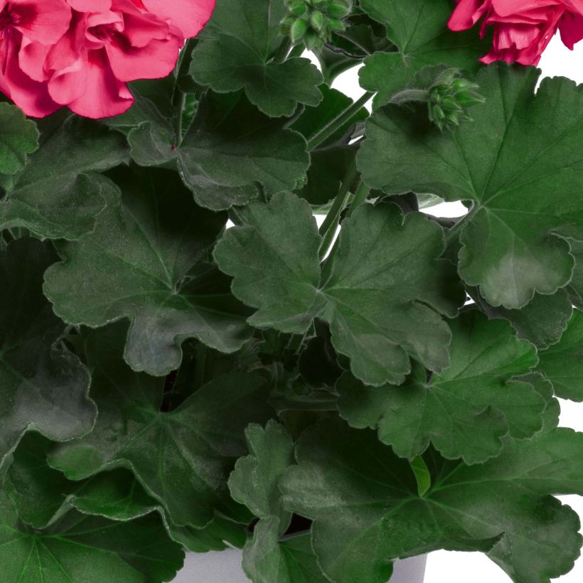 Pelargonium Two-in-One Hot Pink Splash (Foliage)