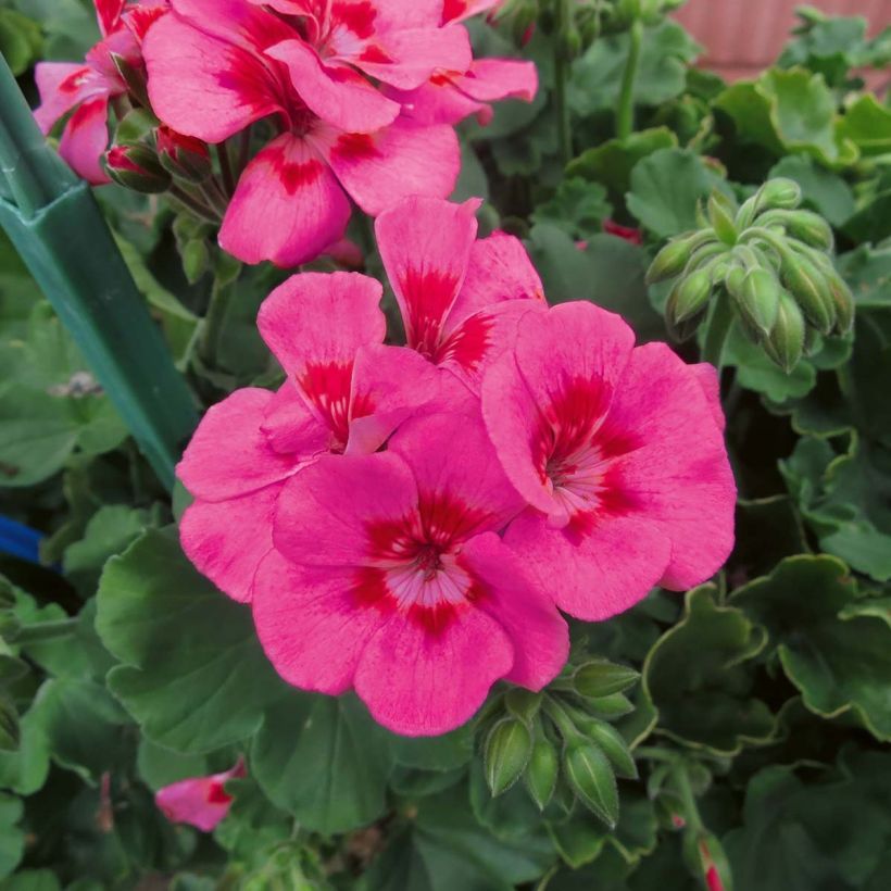 Pelargonium Two-in-One Hot Pink Splash (Flowering)