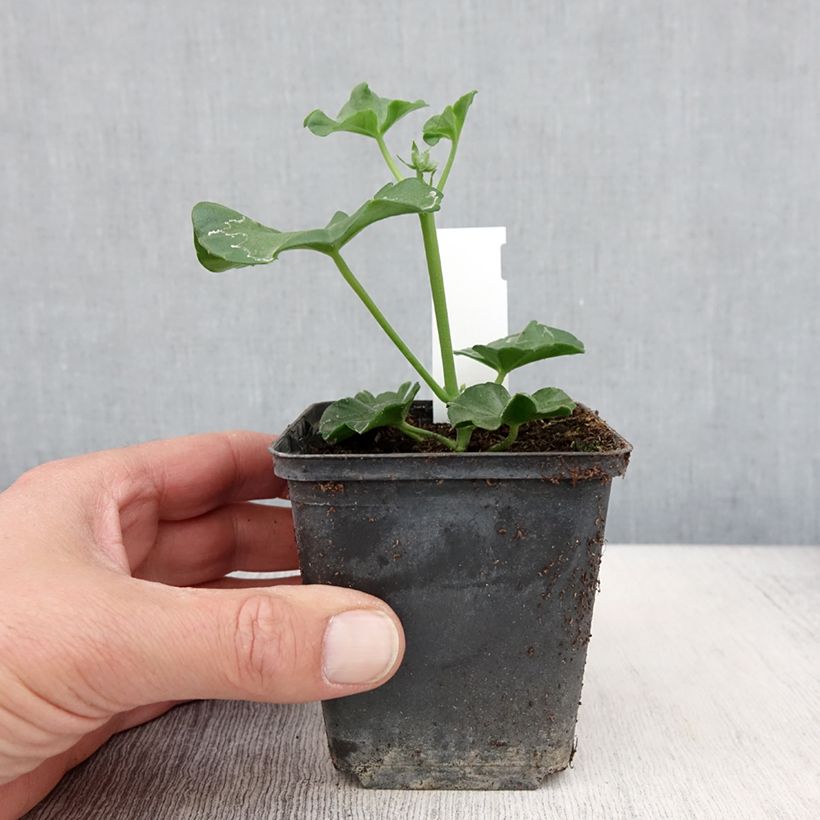 Pelargonium Blanche Roche - Ivy Geranium sample as delivered in spring