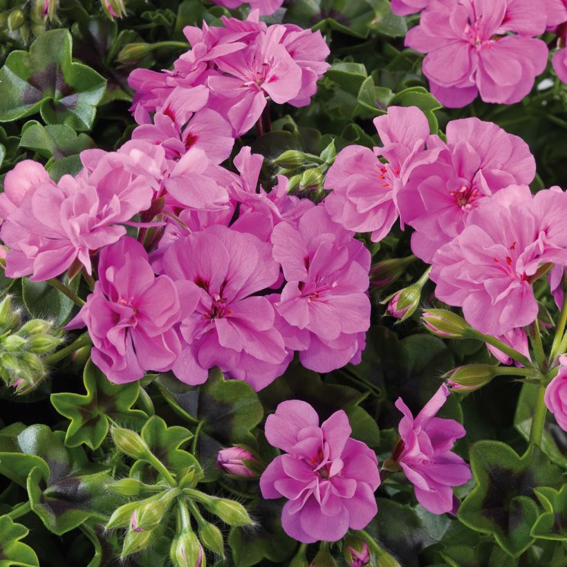 Pelargonium Big 5 Amethyst - Ivy Geranium (Flowering)