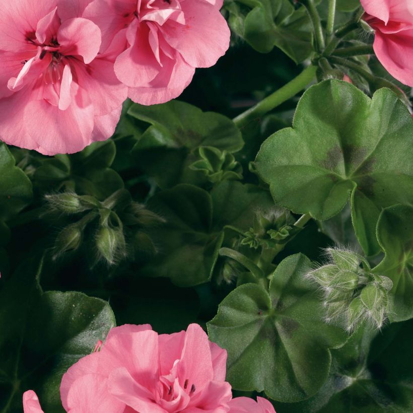 Pelargonium Big 5 Light Pink - Ivy Geranium (Foliage)