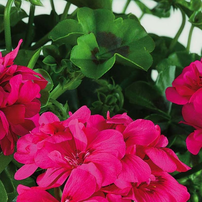 Pelargonium Big 5 Neon Pink - Ivy Geranium (Foliage)