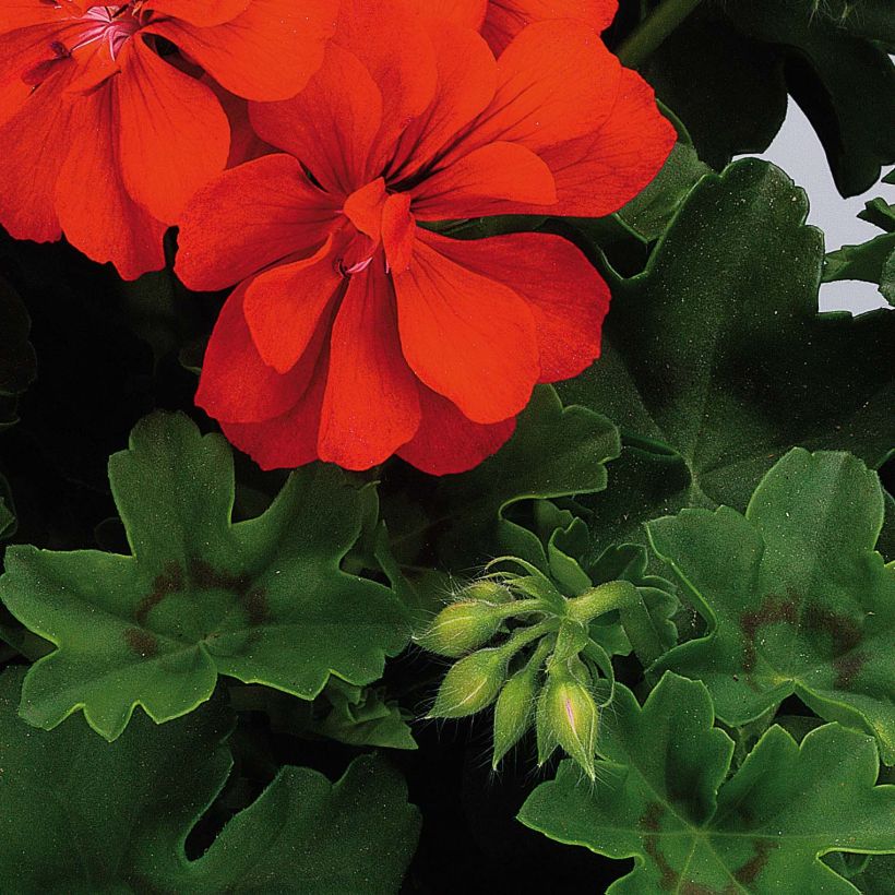 Pelargonium Big 5 Red Devil - Ivy Geranium (Foliage)