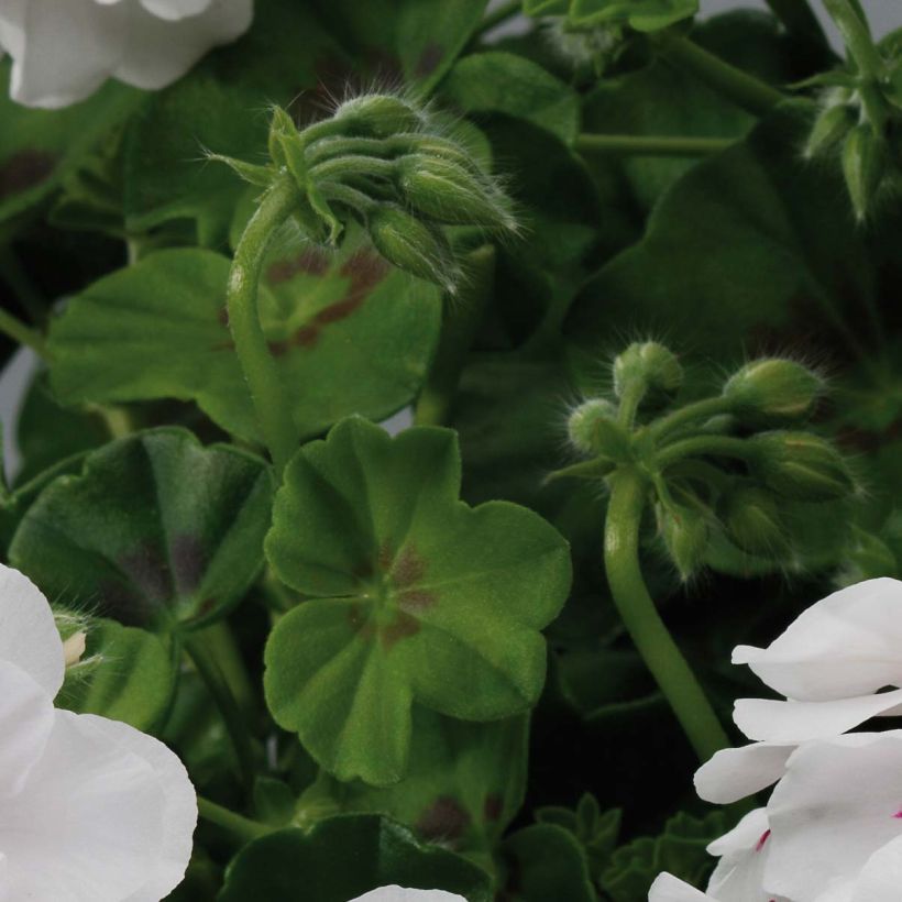 Pelargonium Big 5 White - Ivy Geranium (Foliage)