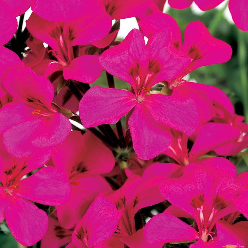 Pelargonium Rainbow Neon Purple (Flowering)