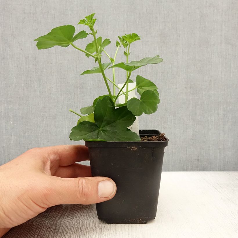 Pelargonium peltatum Balcon Desrumeaux 8/9 cm pot sample as delivered in spring