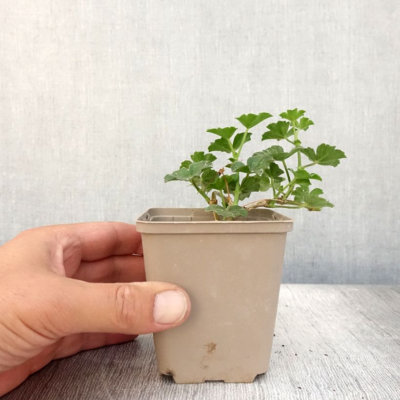Pelargonium peltatum Balcon Lilas 8/9 cm pot sample as delivered in summer