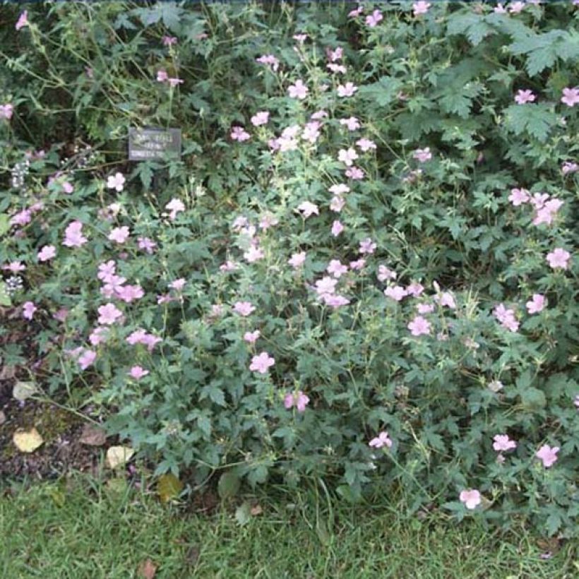 Geranium oxonianum Hollywood (Plant habit)