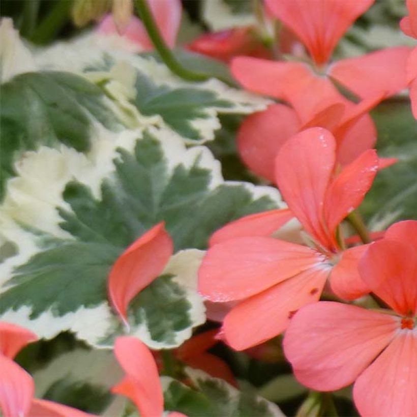 Pelargonium Frank Headley (Foliage)