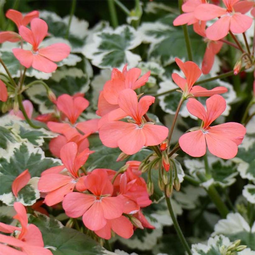 Pelargonium Frank Headley (Flowering)