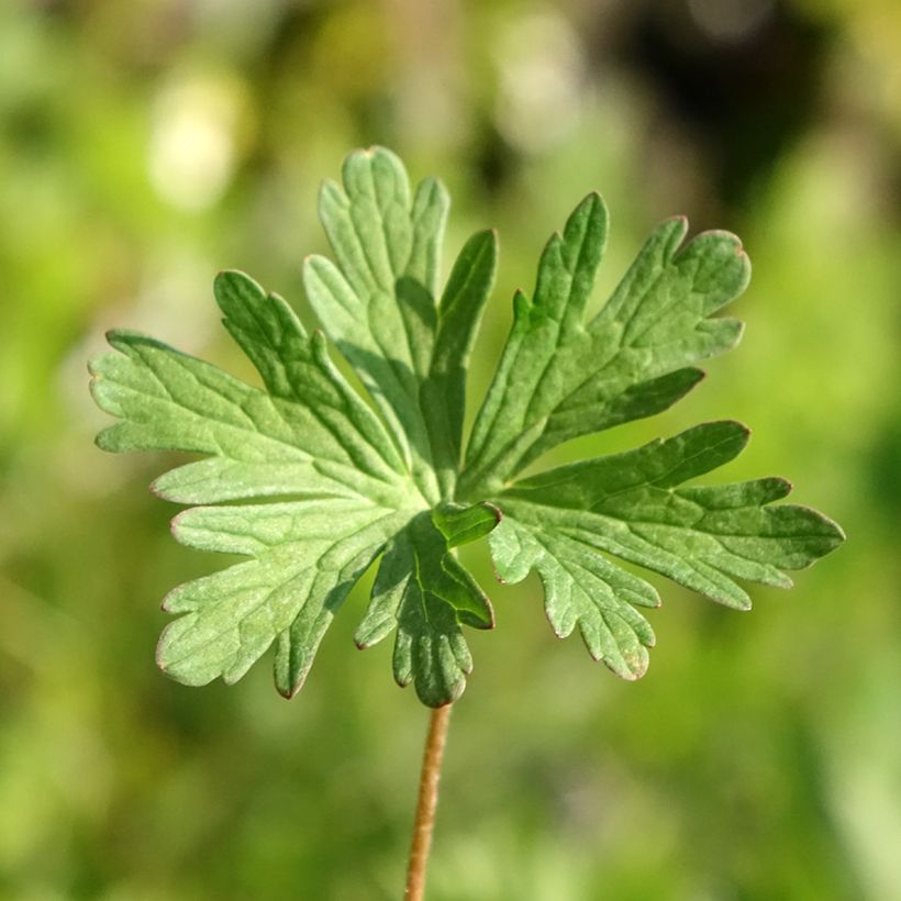 Geranium pratense Else Lacey (Foliage)
