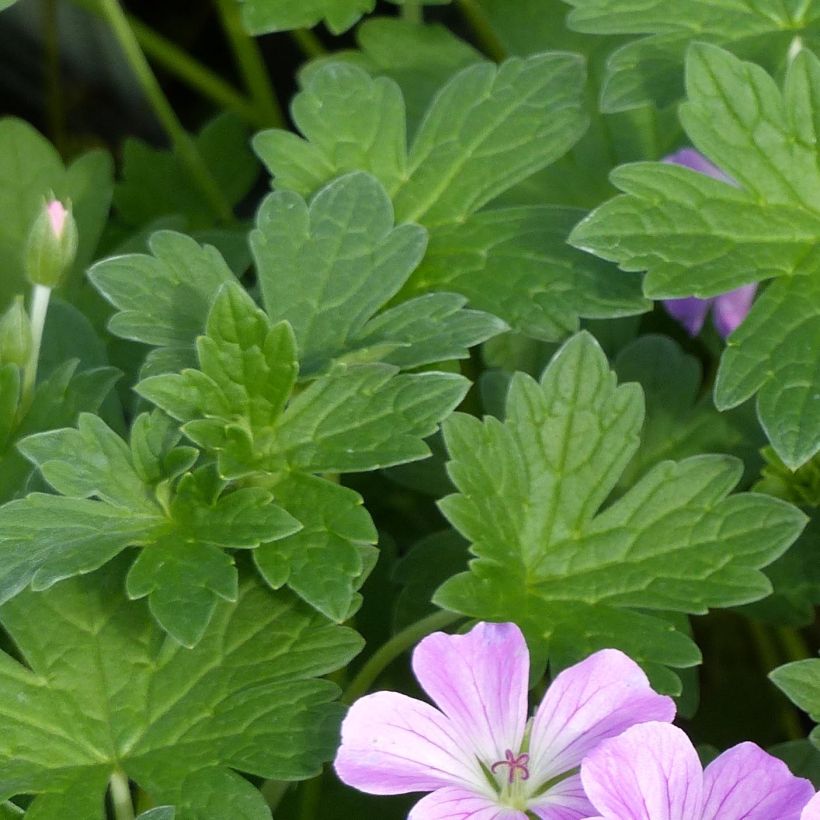 Geranium riversleaianum Mavis Simpson (Foliage)