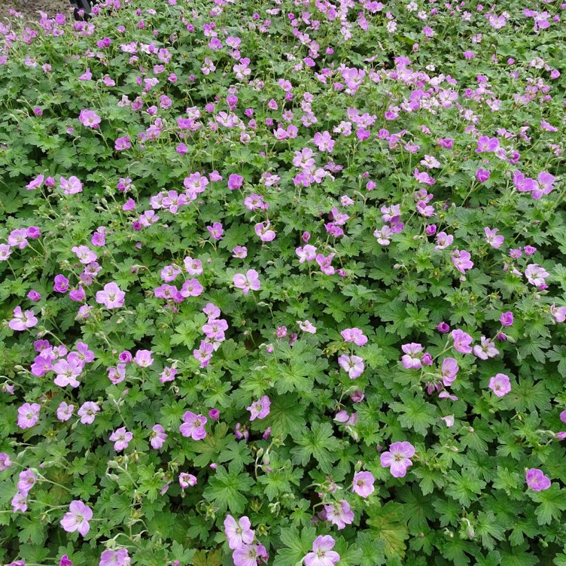 Geranium riversleaianum Mavis Simpson (Plant habit)