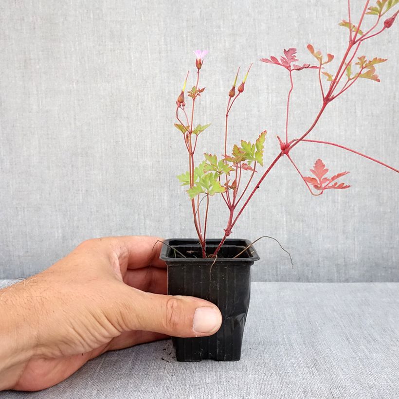 Geranium robertianum 8/9 cm pot sample as delivered in summer