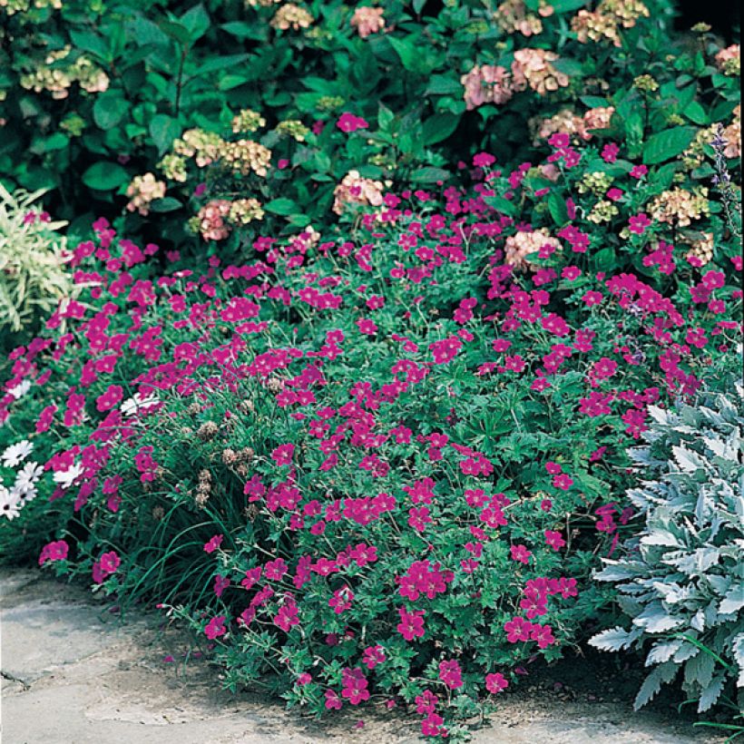 Geranium sanguineum - Bloody Crane's-bill (Plant habit)