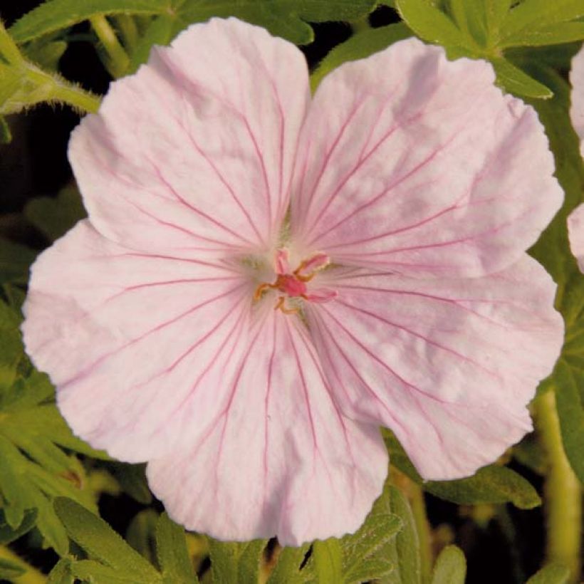 Geranium sanguineum var. striatum (Flowering)