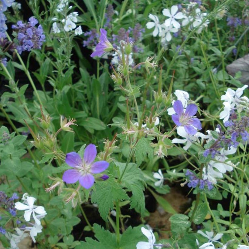 Geranium sylvaticum May Flower (Plant habit)