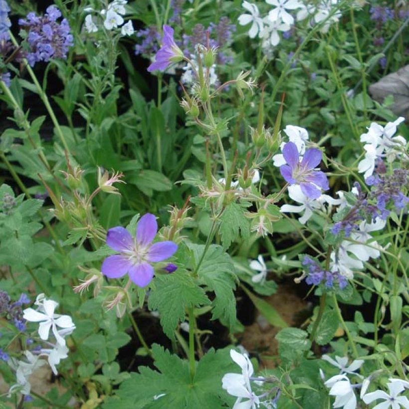 Geranium sylvaticum Ice Blue (Plant habit)