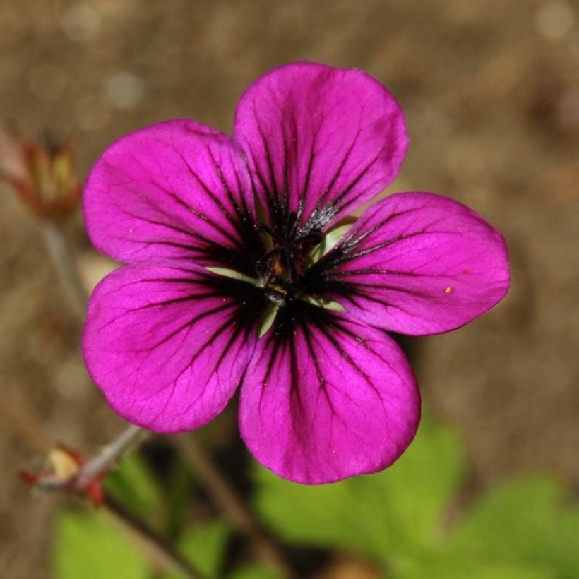 Geranium Ann Folkard (Flowering)