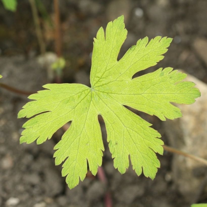 Geranium Ann Folkard (Foliage)