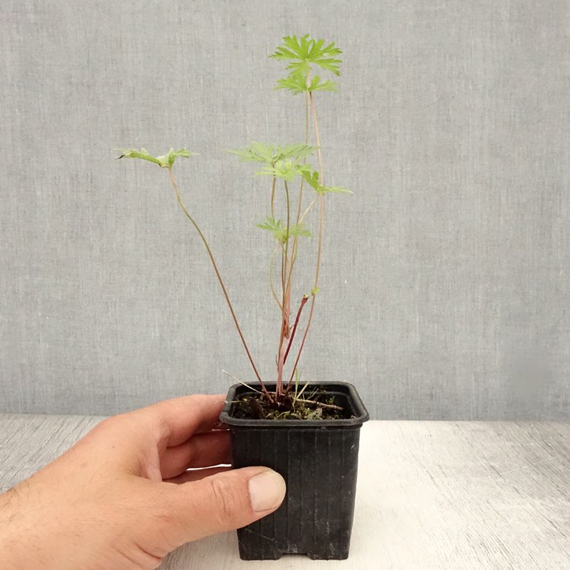 Geranium Blue Cloud 8/9 cm pot sample as delivered in summer