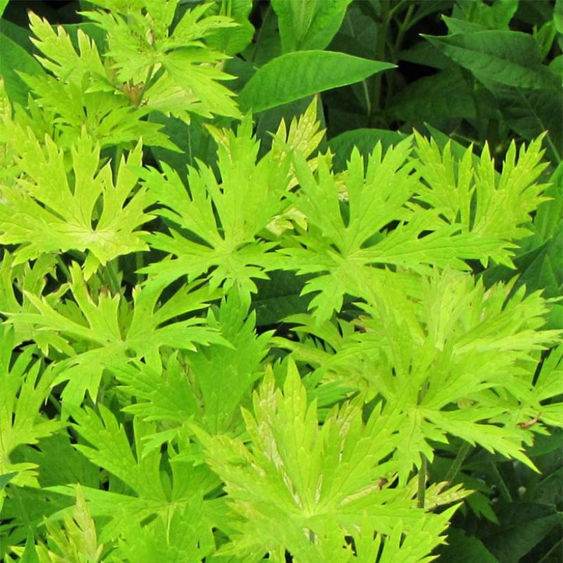 Geranium hybride Blue Sunrise (Plant habit)