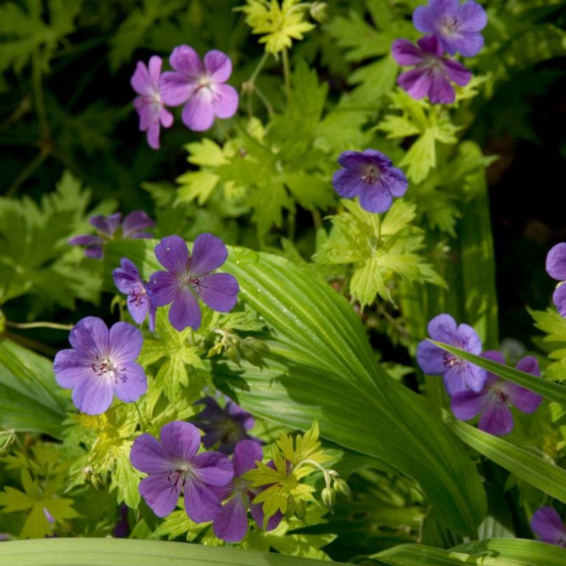 Geranium hybride Blue Sunrise (Flowering)