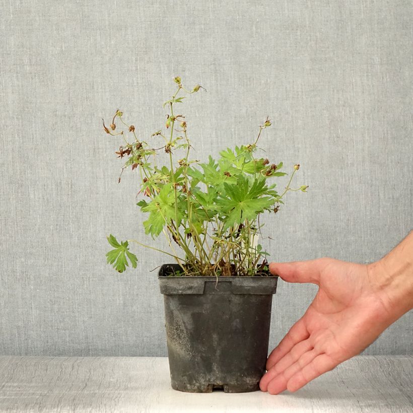 Geranium hybride Blue Sunrise 2L/3L pot sample as delivered in summer