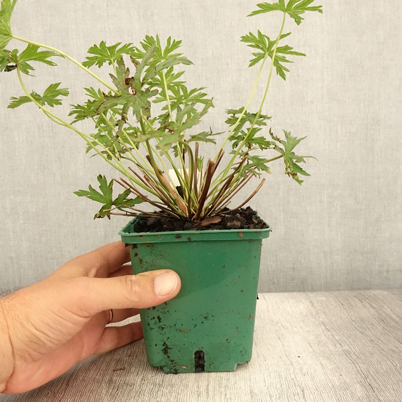 Geranium Brookside 1L/1.5L pot sample as delivered in summer