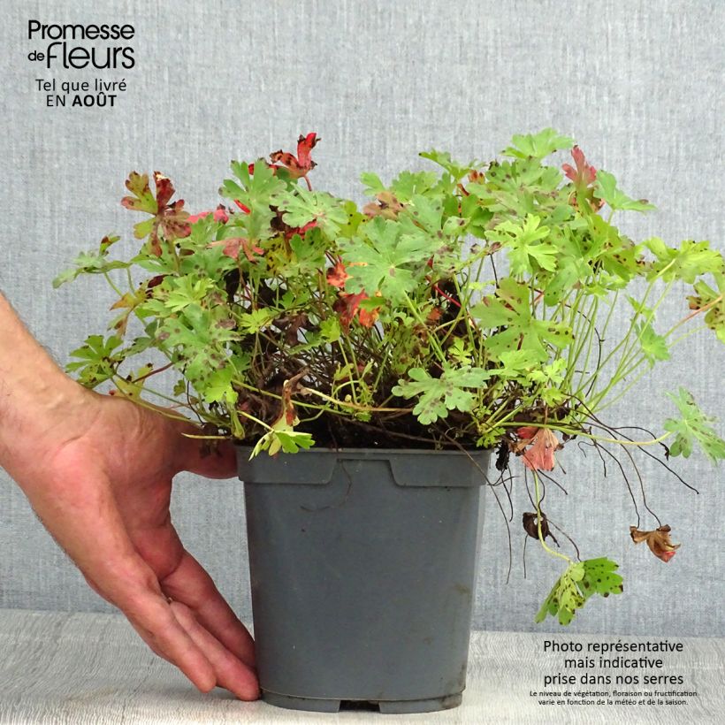 Geranium cantabrigiense Biokovo 2L/3L pot sample as delivered in summer