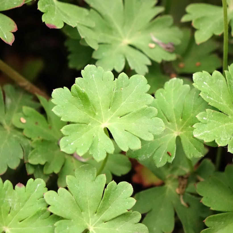 Geranium cantabrigiense Cambridge (Foliage)