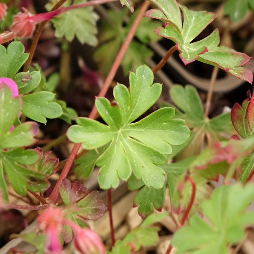 Geranium cantabrigiense Crystal Rose (Foliage)
